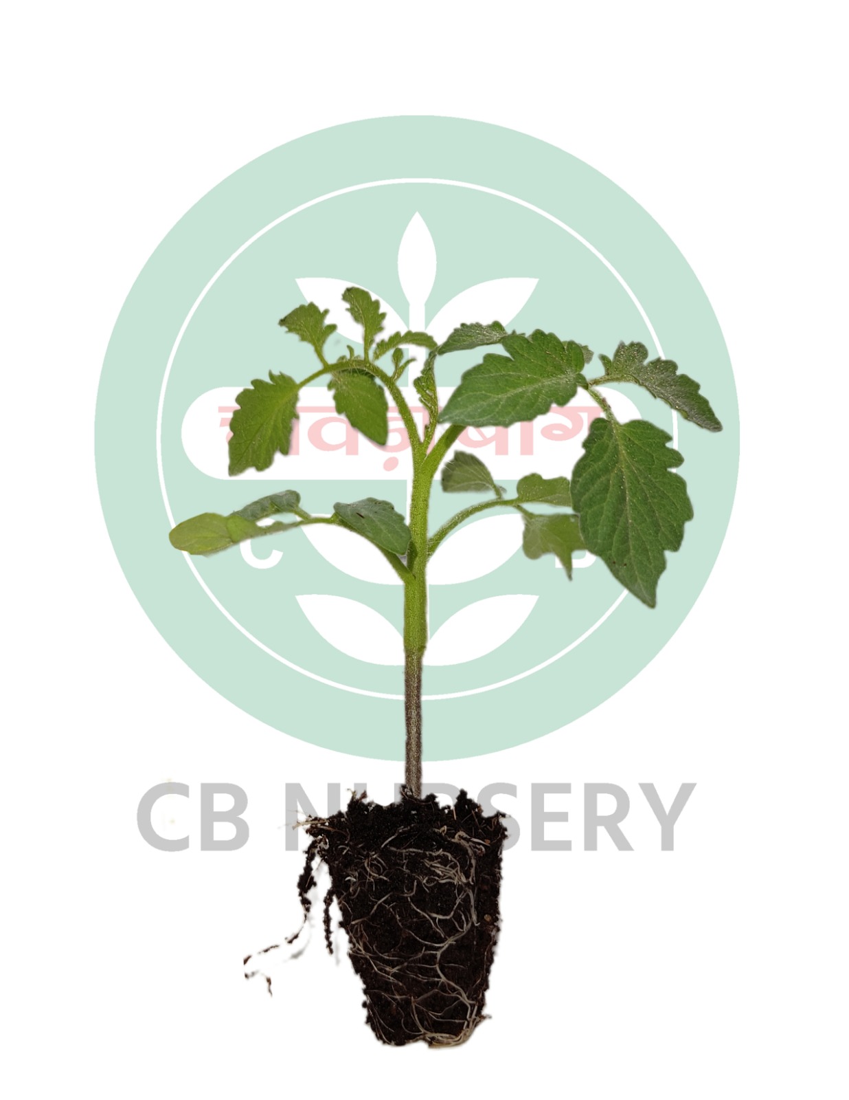 Grafted Tomato Plants